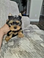 Little Gucci , a male Yorkshire Terrier for sale in Dallas, TX – 3 of 4