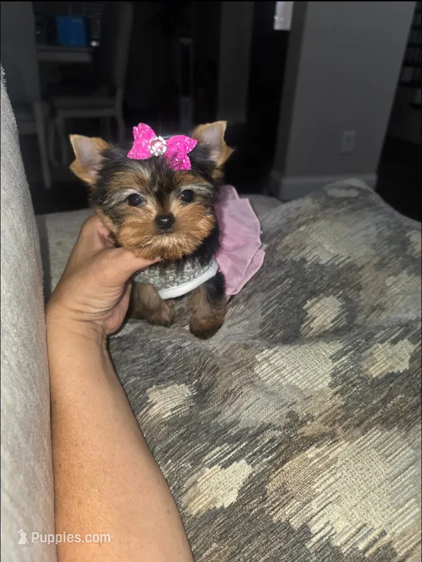 Millie  – Yorkshire Terrier puppy for sale in Dallas, TX
