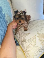 Pixie , a female Yorkshire Terrier for sale in Dallas, TX – 4 of 5
