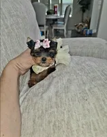 Teacup Riley, a female Yorkshire Terrier for sale in Dallas, TX – 2 of 4