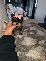 Sadie, a female Yorkshire Terrier for sale in Dallas, TX – 3 of 3