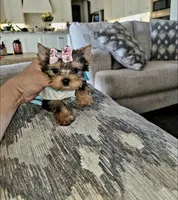 Tiny Patches, a female Yorkshire Terrier for sale in Dallas, TX – 3 of 3