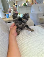 Smokey  ¡Tiny!, a male Yorkshire Terrier for sale in Dallas, TX – 4 of 5