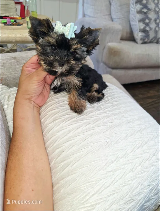 Smokey  ¡Tiny! – Yorkshire Terrier puppy for sale in Dallas, TX