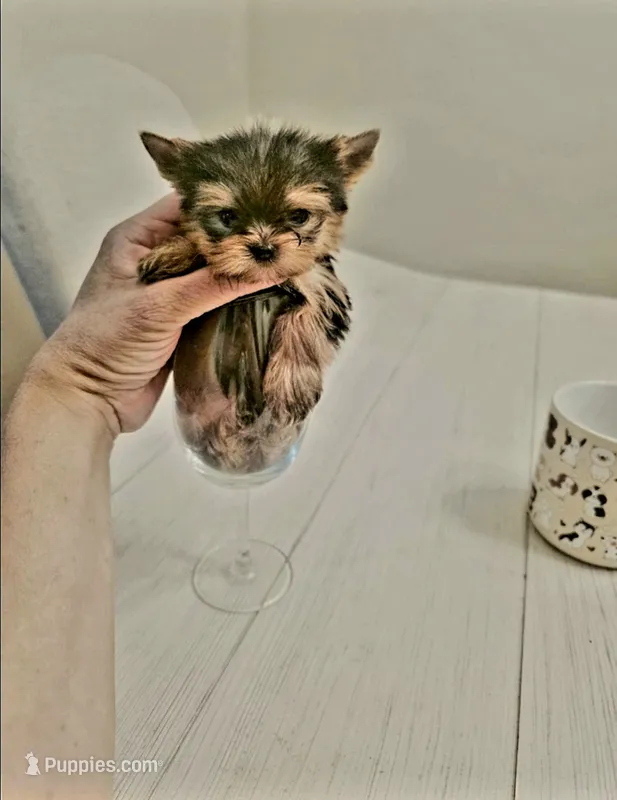 Chai. *Micro Teacup* – Yorkshire Terrier puppy for sale in Dallas, TX