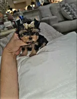 Sassy  (Teacup), a female Yorkshire Terrier for sale in Dallas, TX – 6 of 7