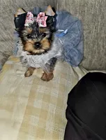 Gigi , a female Yorkshire Terrier for sale in Dallas, TX – 4 of 4