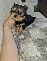 Little Gucci , a male Yorkshire Terrier for sale in Dallas, TX – 4 of 4