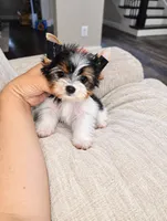 Oreo, a male Yorkshire Terrier for sale in Dallas, TX – 2 of 3