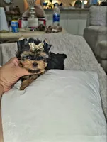 Sassy  (Teacup), a female Yorkshire Terrier for sale in Dallas, TX – 2 of 7