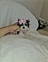 Teacup Pixie , a female Yorkshire Terrier for sale in Dallas, TX – Photo 2 of 4