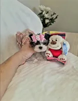 Teacup Pixie , a female Yorkshire Terrier for sale in Dallas, TX – Photo 3 of 4