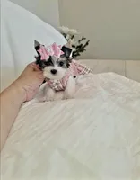 Teacup Pixie , a female Yorkshire Terrier for sale in Dallas, TX – Photo 1 of 4