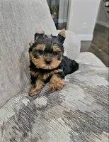 Peanut, a male Yorkshire Terrier for sale in Dallas, TX – 2 of 4