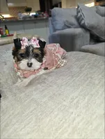 Trixie, a female Yorkshire Terrier for sale in Dallas, TX – 3 of 5