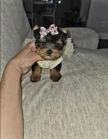 Teacup Riley, a female Yorkshire Terrier for sale in Dallas, TX – 4 of 4