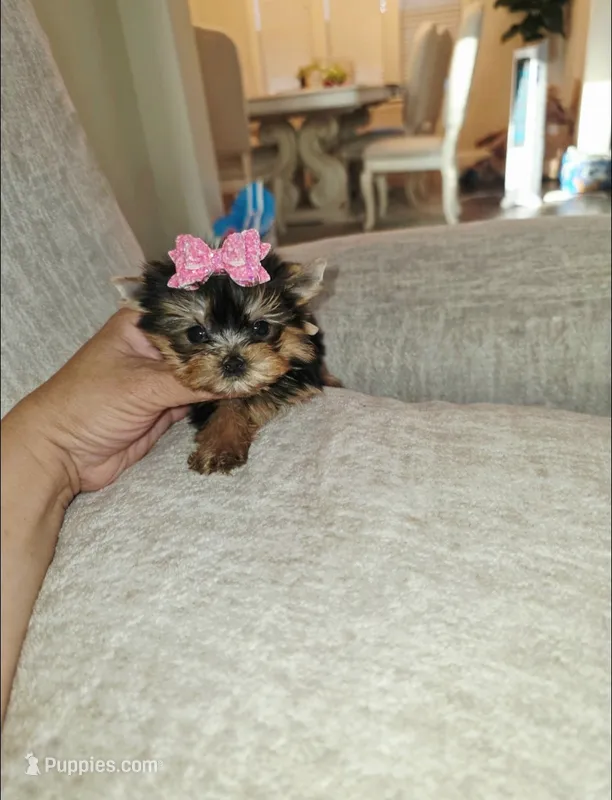Matcha  *Micro Teacup * – Yorkshire Terrier puppy for sale in Dallas, TX