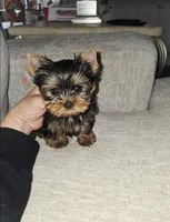 Ziggy * Teacup*, a male Yorkshire Terrier for sale in Dallas, TX – 3 of 4