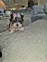 Trixie, a female Yorkshire Terrier for sale in Dallas, TX – 5 of 5