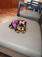 Tiny Daisy , a female Yorkshire Terrier for sale in Dallas, TX – 3 of 3