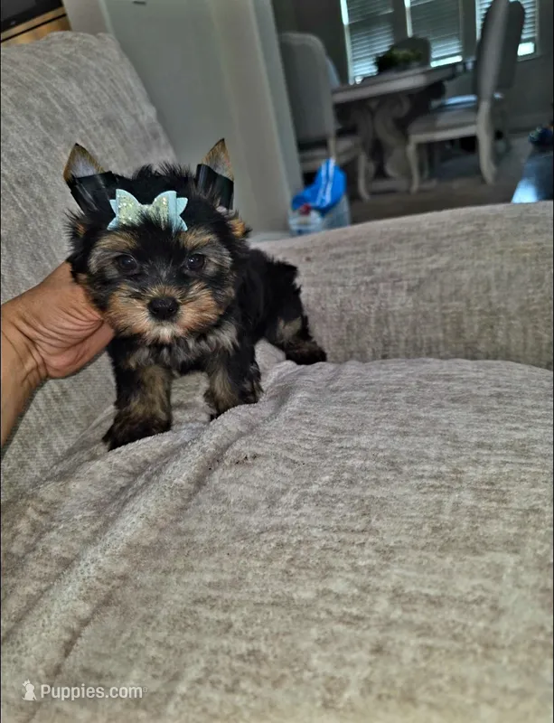 Rex – Yorkshire Terrier puppy for sale in Dallas, TX