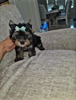 Rex, a male Yorkshire Terrier for sale in Dallas, TX – 1 of 3