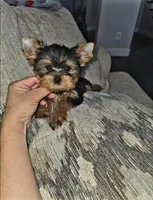 Peanut, a male Yorkshire Terrier for sale in Dallas, TX – 2 of 4