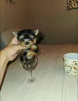 Chai. *Micro Teacup*, a male Yorkshire Terrier for sale in Dallas, TX – 5 of 6