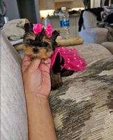 Latte, a female Yorkshire Terrier for sale in Dallas, TX – 4 of 4