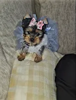 Gigi , a female Yorkshire Terrier for sale in Dallas, TX – 3 of 4