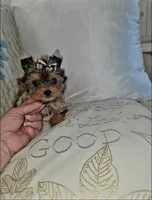 Pixie , a female Yorkshire Terrier for sale in Dallas, TX – 2 of 5