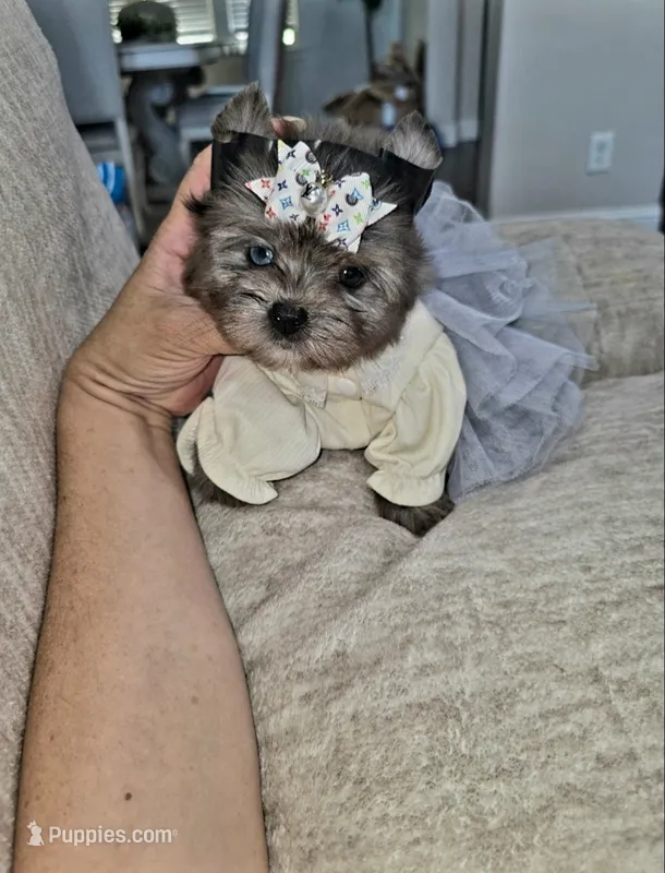 Shimmer – Yorkshire Terrier puppy for sale in Dallas, TX