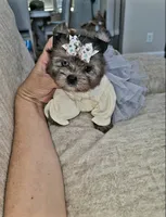 Shimmer, a female Yorkshire Terrier for sale in Dallas, TX – 1 of 4