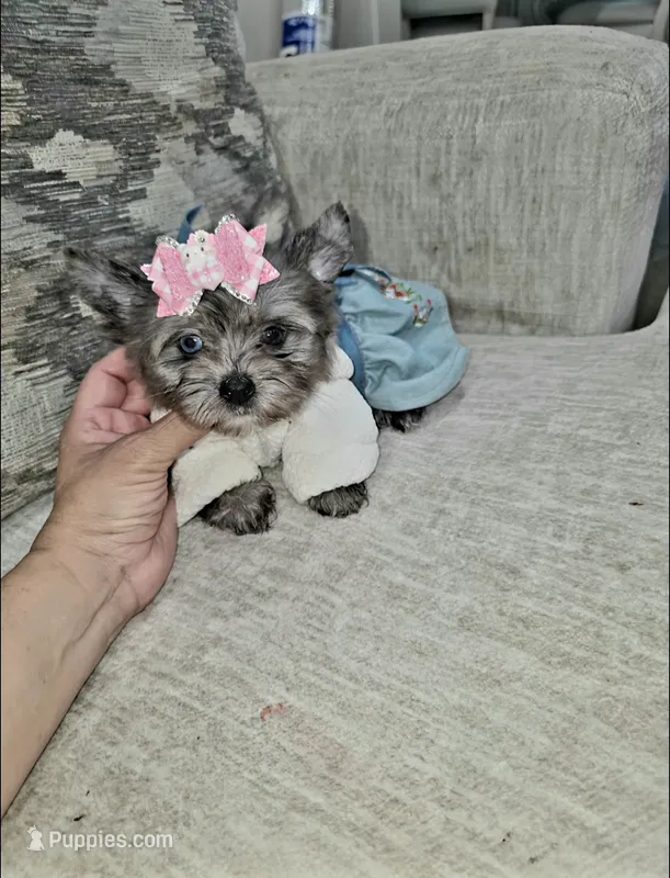 Shimmer  – Yorkshire Terrier puppy for sale in Dallas, TX