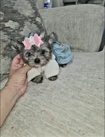 Shimmer , a female Yorkshire Terrier for sale in Dallas, TX – 1 of 6