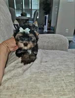 Rex, a male Yorkshire Terrier for sale in Dallas, TX – 3 of 3