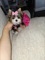Minnie ( Teacup), a female Yorkshire Terrier for sale in Dallas, TX – 4 of 6
