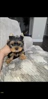 Peanut, a male Yorkshire Terrier for sale in Dallas, TX – 4 of 4