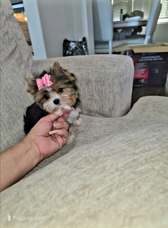 Minnie ( Teacup) – Yorkshire Terrier puppy for sale in Dallas, TX