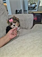 Minnie ( Teacup), a female Yorkshire Terrier for sale in Dallas, TX – 1 of 6