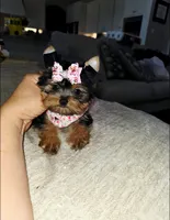 Sophie, a female Yorkshire Terrier for sale in Dallas, TX – 1 of 2