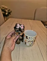 Matcha  *Micro Teacup *, a female Yorkshire Terrier for sale in Dallas, TX – 3 of 5