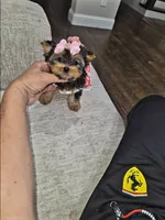 Lacy, a female Yorkshire Terrier for sale in Dallas, TX – 4 of 4