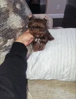 Hershey , a male Yorkshire Terrier for sale in Dallas, TX – Photo 3 of 4