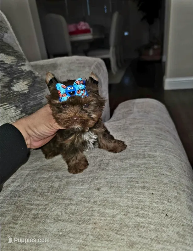 Hershey  – Yorkshire Terrier puppy for sale in Dallas, TX