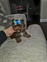 Hershey , a male Yorkshire Terrier for sale in Dallas, TX – Photo 1 of 4
