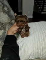 Hershey , a male Yorkshire Terrier for sale in Dallas, TX – Photo 2 of 4