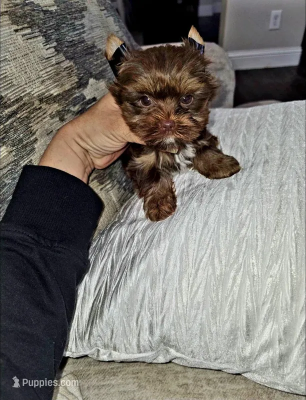 Hershey  – Yorkshire Terrier puppy for sale in Dallas, TX