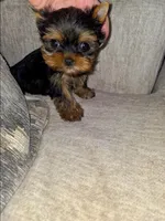 Romeo, a male Yorkshire Terrier for sale in Dallas, TX – Photo 3 of 6