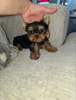 Romeo, a male Yorkshire Terrier for sale in Dallas, TX – Photo 5 of 6